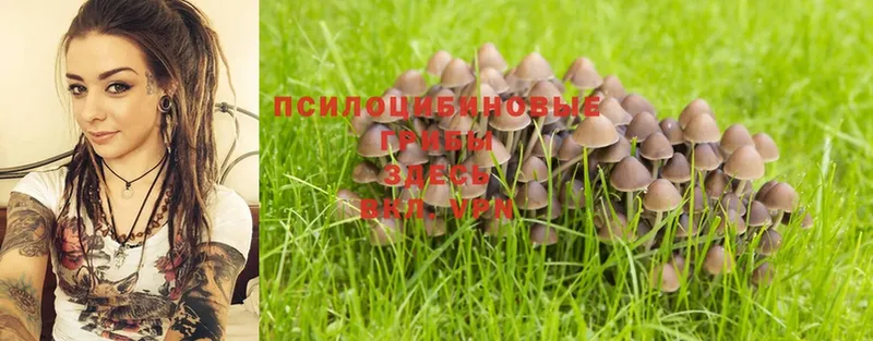 Псилоцибиновые грибы Cubensis  как найти наркотики  MEGA ссылки  Нарьян-Мар 